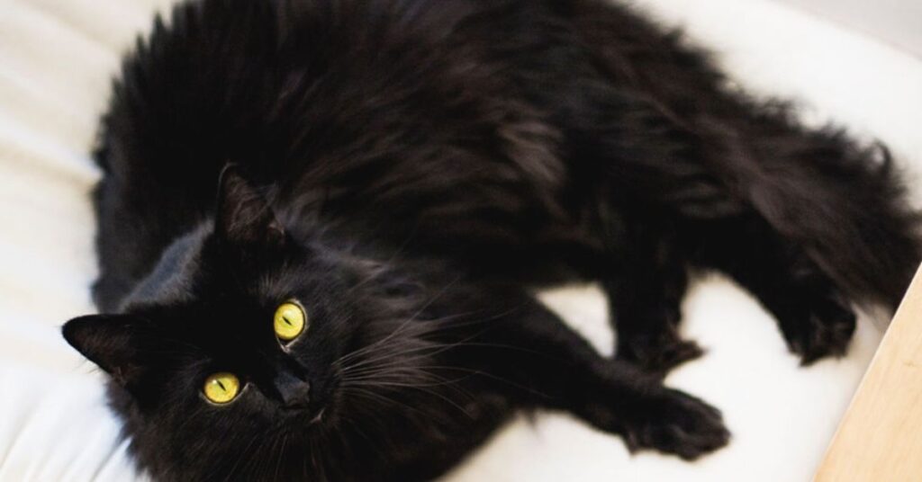black chantilly tiffany cat