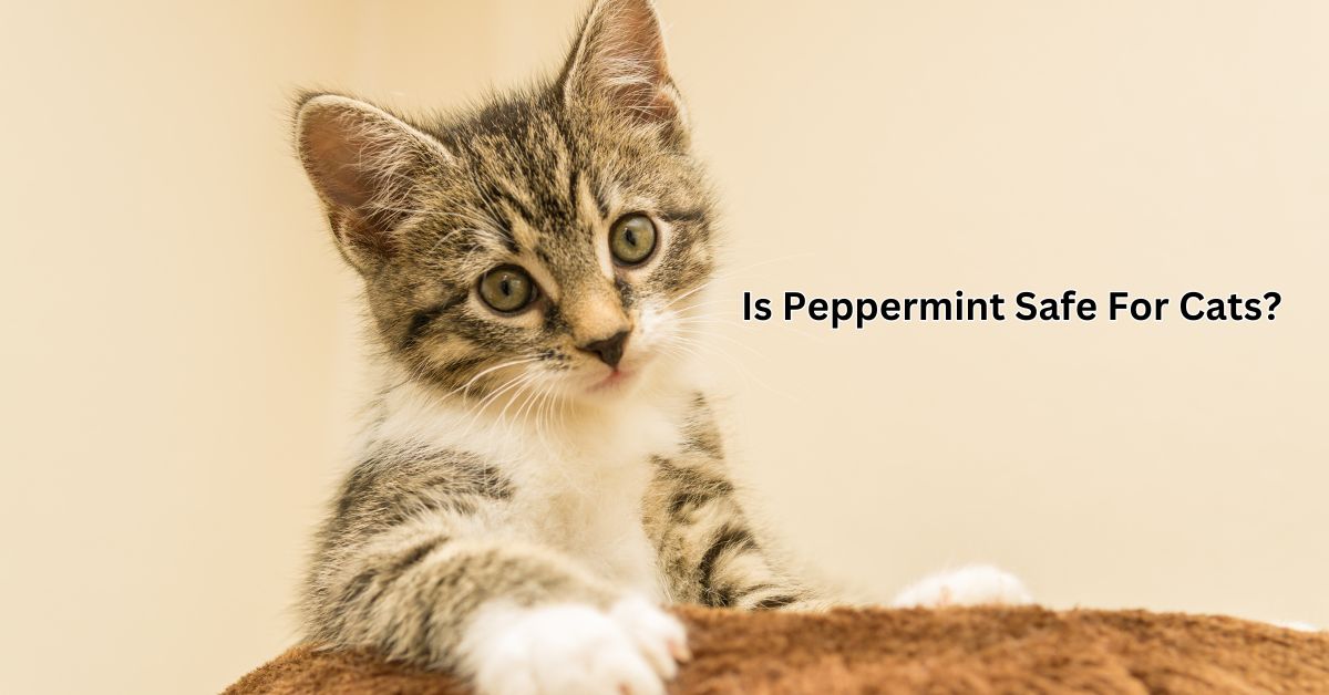 Is Peppermint Safe For Cats?