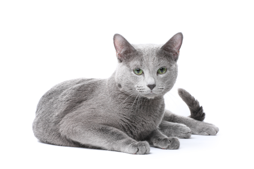 Burmese - Best Cat breed